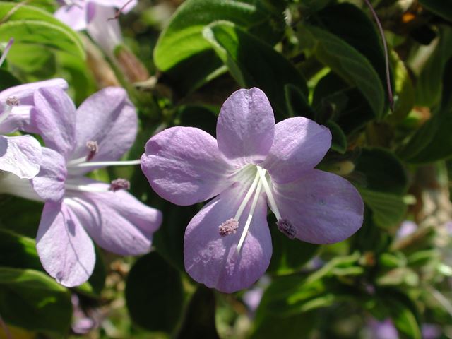 Barleria obtusa flower 7