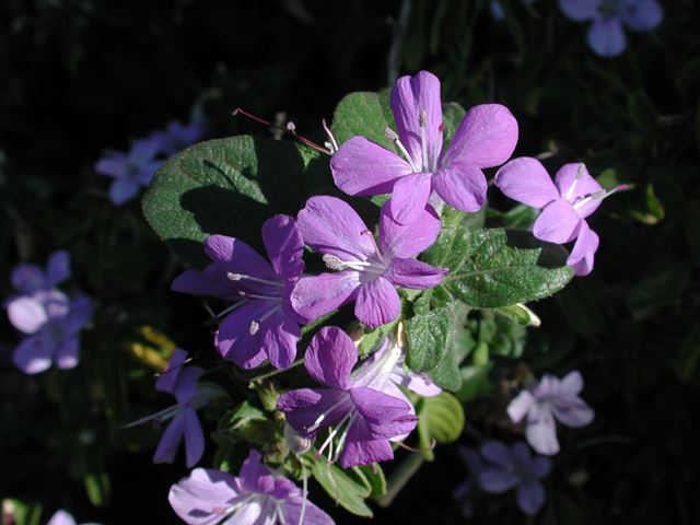 Barleria obtusa flower 8