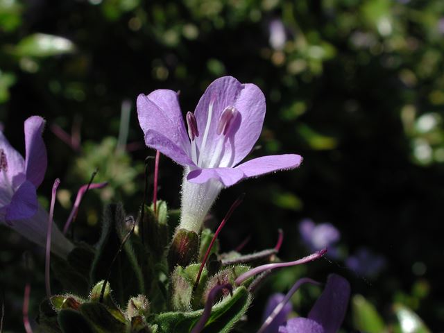 Barleria obtusa flower showing anthers with pollen