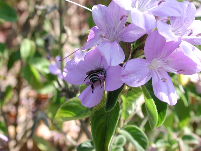 Barleria obtusa flower with pollinating bee