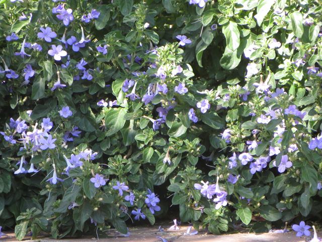 Barleria obtusa flowering groundcover