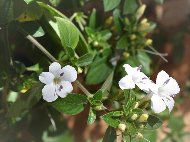 Barleria obtusa white flowered form