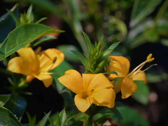 Barleria prionitis subsp delagoense flowers