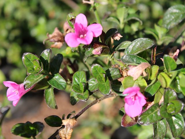 Barleria repens hybrid pink groundcover containers