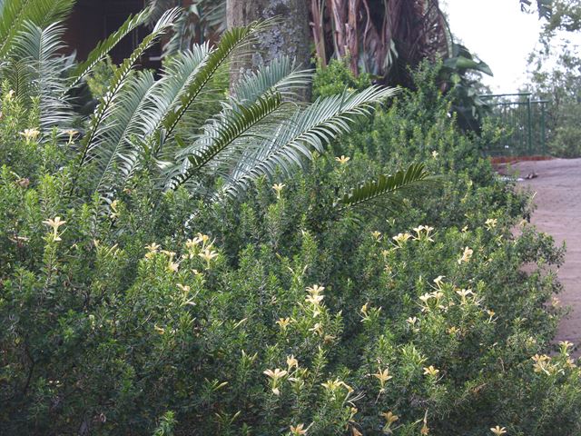Barleria rotundifolia Plants with foliage contrast in landscape