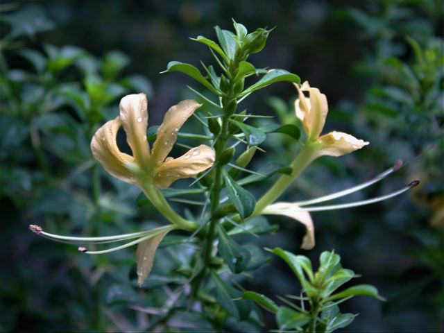 Barleria rotundifolia Thonry Bush Violet
