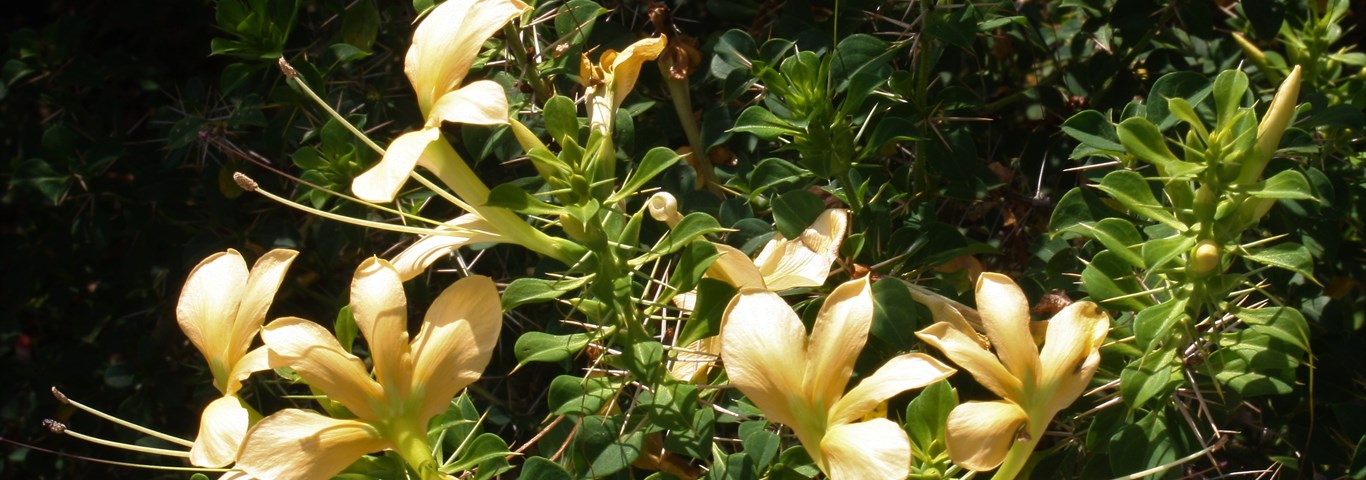 Barleria rotundifolia