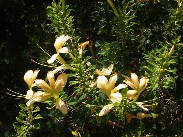 Barleria rotundifolia flowers for photographs