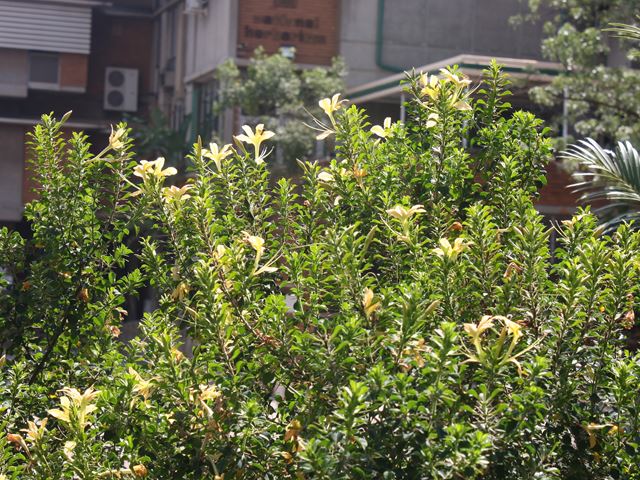 Barleria rotundifolia spiny shrubs for security barrier hedge