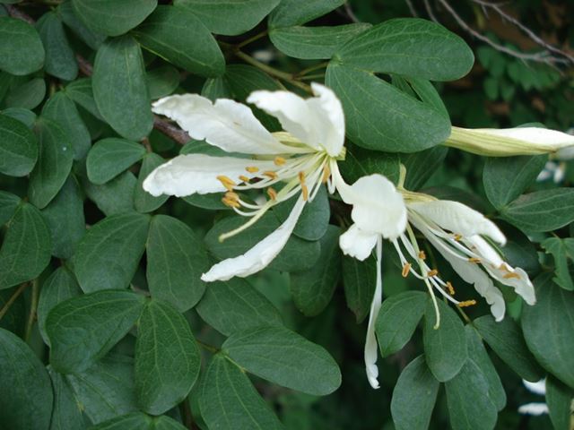 Bauhinia bowkeri flowers and leaves 2