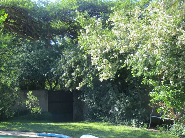 Bauhinia bowkeri garden setting