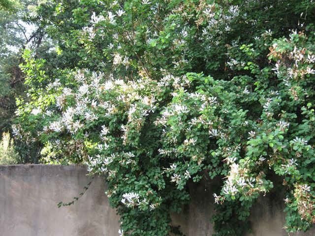 Bauhinia bowkeri tree flowers 1