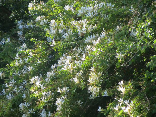 Bauhinia bowkeri tree flowers 3