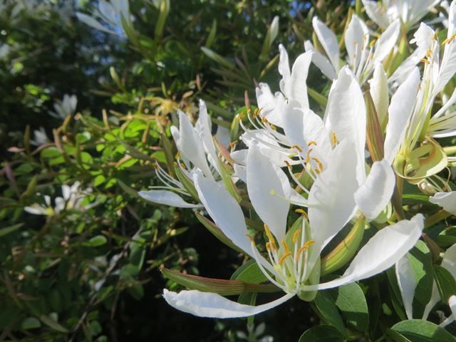 Bauhinia bowkeri tree flowers 4