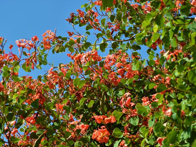 Bauhinia galpinii Pride of de Kaap large flowering indigenous shrub
