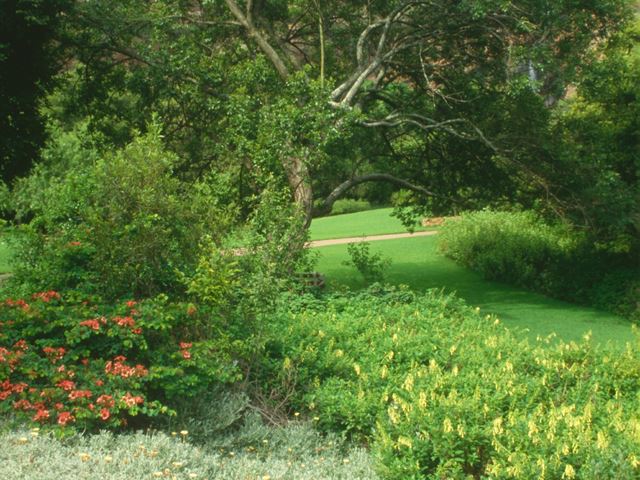Bauhinia galpinii in garden