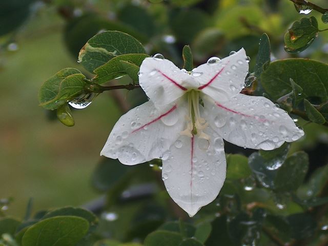 Bauhinia natalensis flower