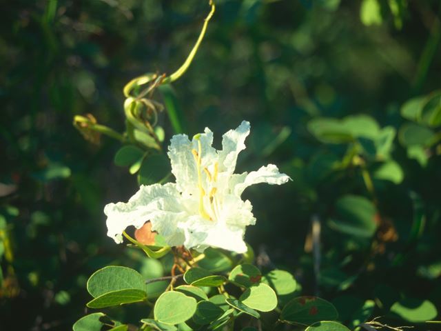 Bauhinia petersiana flower and leaves