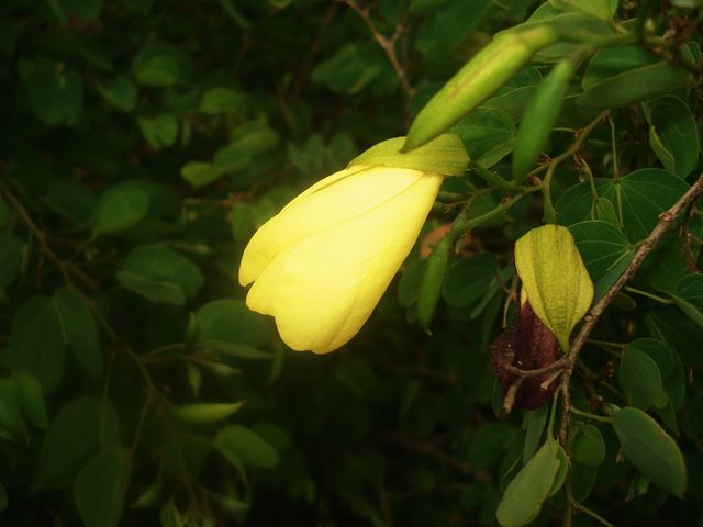 Bauhinia tomentosa flower 2