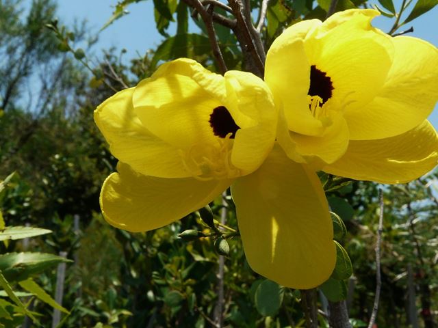 Bauhinia tomentosa flowers