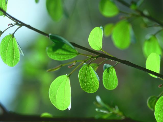 Bauhinia tomentosa leaves