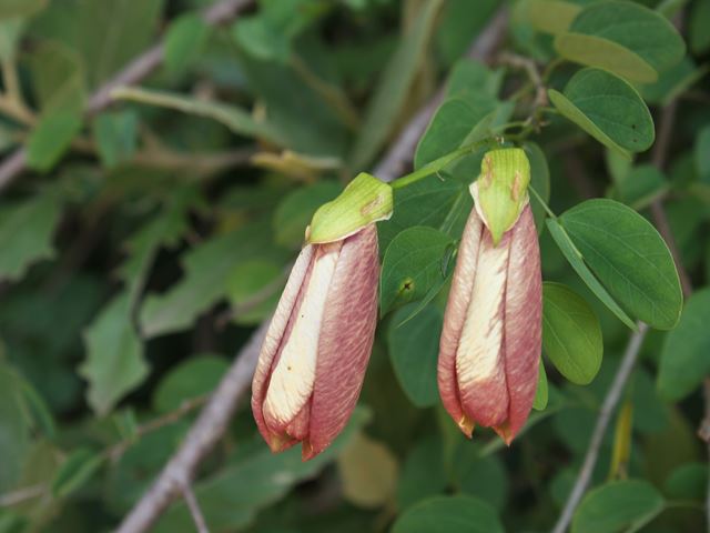 Bauhinia tomentosa pink tinge to new buds