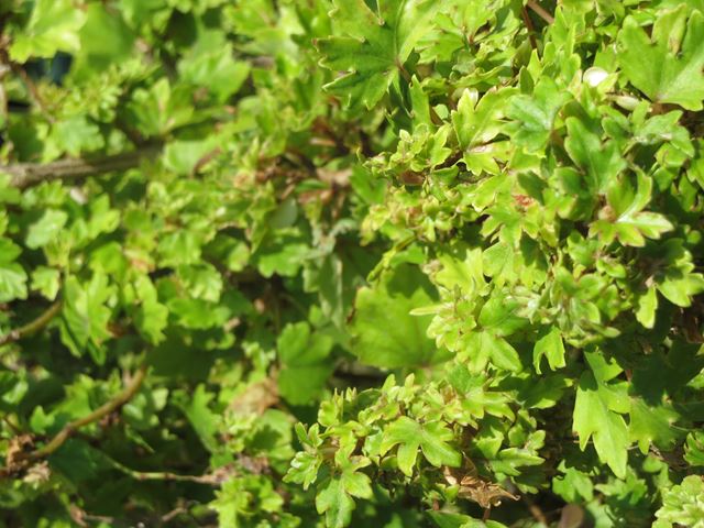 Begonia dregei leaves 2