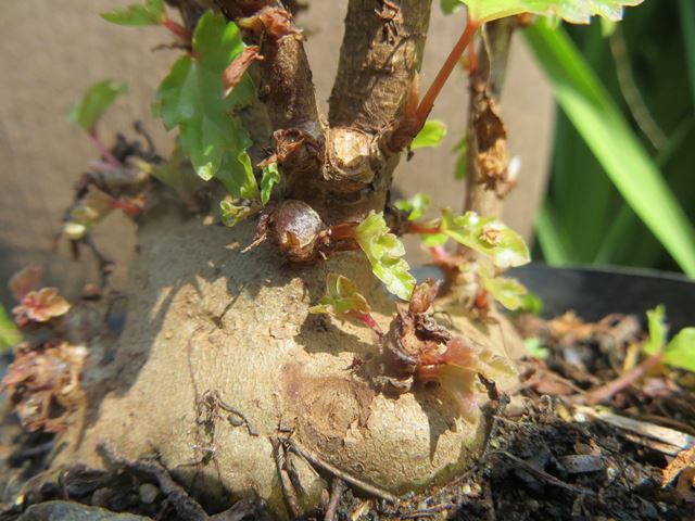 Begonia dregei swollen stem base 2