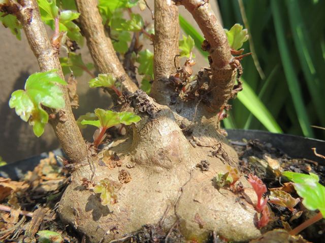 Begonia dregei swollen stem base