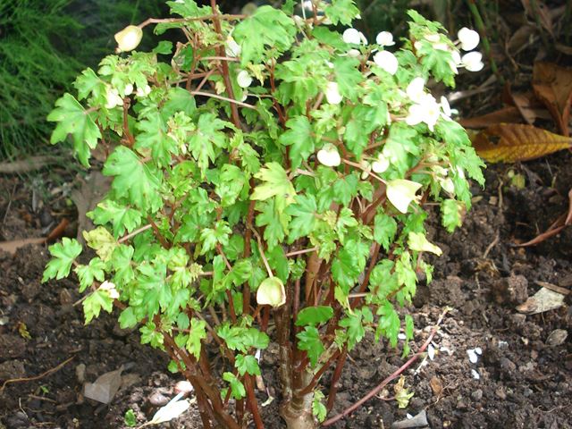 Begonia dregei whole plant
