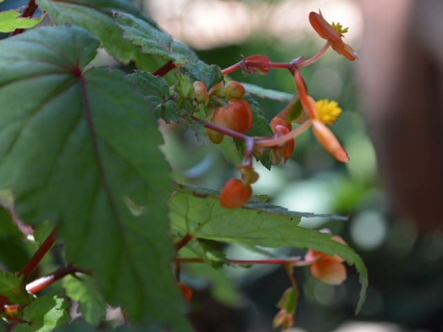 Begonia sutherlandii how to care for Begonias outside
