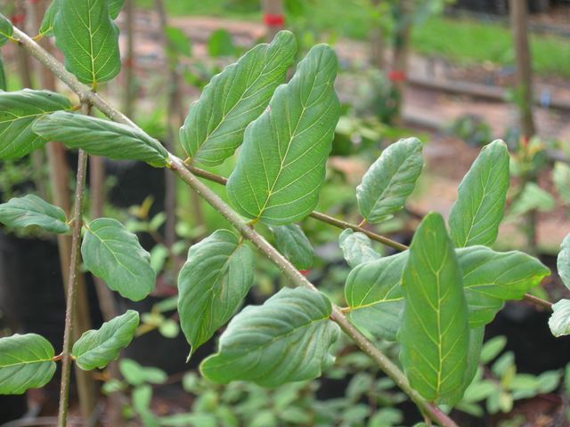Berchemia zeyheri leaf arrangement