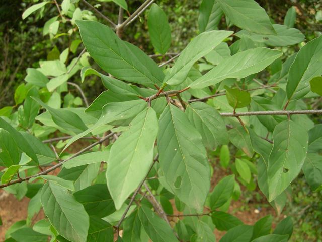 Berchemia zeyheri leaves 1