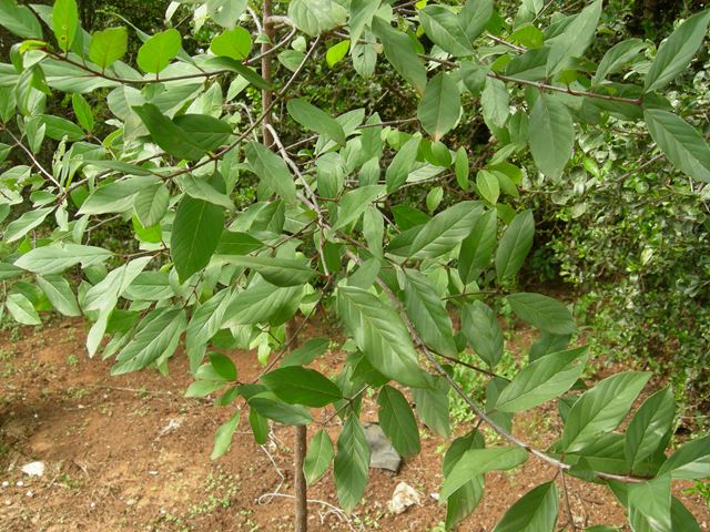 Berchemia zeyheri leaves 3