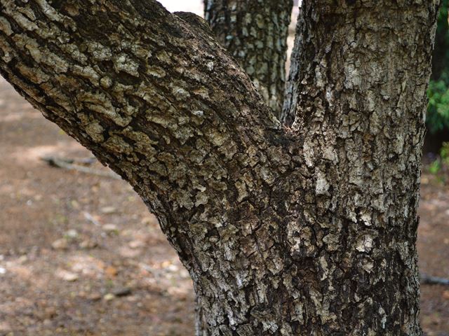 Berchemia zeyheri rough mature bark