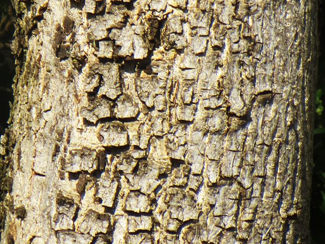 Berchemia zeyheri tree bark