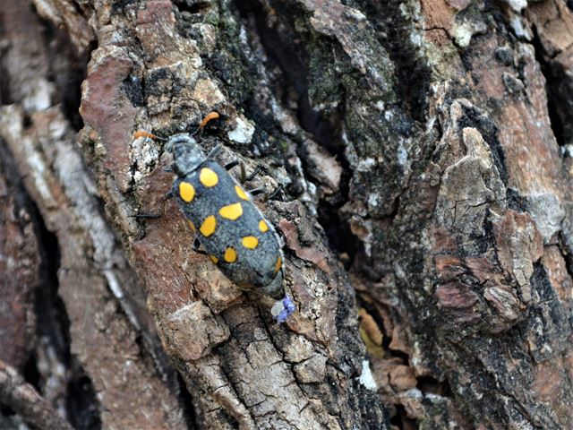 Bolusanthus speciosus Bark with Beetle