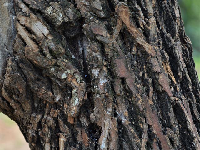 Bolusanthus speciosus Fissured bark Indigenous flowering tree