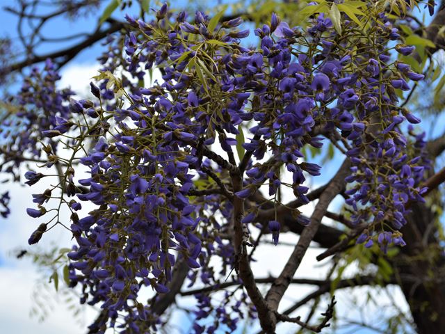 Bolusanthus speciosus Indigenous tree light shade purple flowers