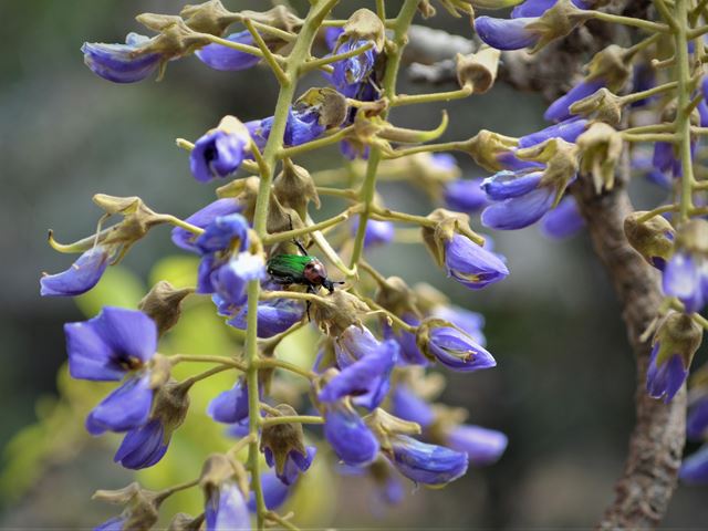 Bolusanthus speciosus Tree Wisteria flowers with beetle