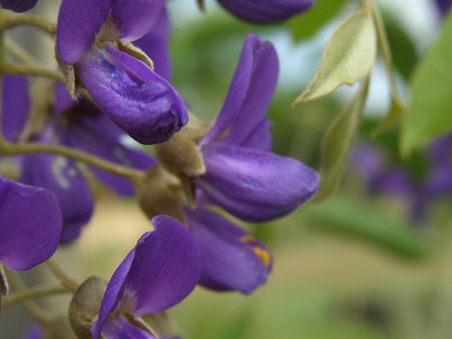 Bolusanthus speciosus flowers