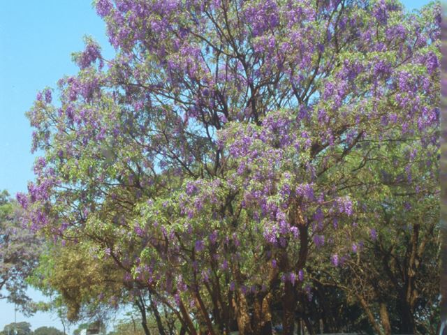 Bolusanthus speciosus tree flowers 1