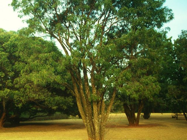 Bolusanthus speciosus tree