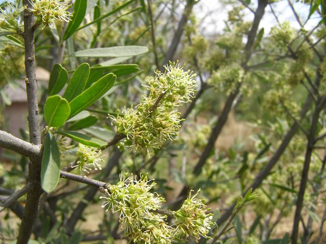 Boscia albitrunca flowers attract pollinating insects