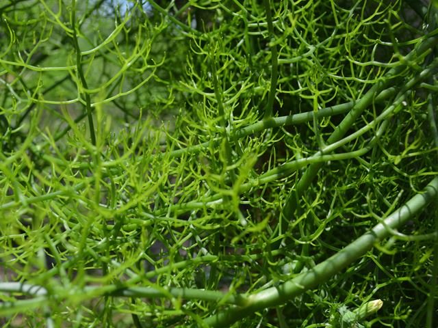 Bowiea volubilis leafless green branchlets