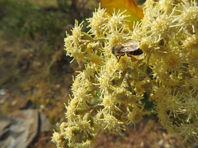 Brachylaena discolor bee pollinator