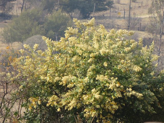 Brachylaena discolor flowering tree 2