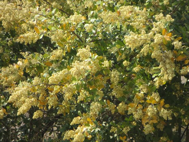 Brachylaena discolor tree flower 2
