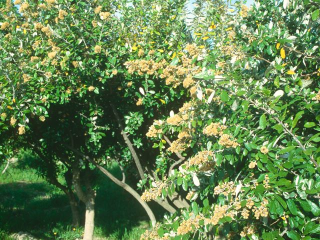 Brachylaena discolor tree flowers 4