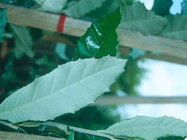 Brachylaena discolor underside of leaf